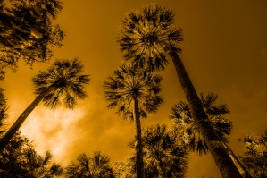 Palms to heaven
